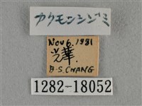 細灰蝶藏品圖，第3張