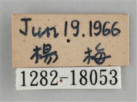雌擬幻蛺蝶、雌紅紫蛺蝶藏品圖，第3張