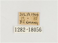 臺灣翠蛺蝶藏品圖，第3張