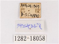 閃灰蝶藏品圖，第3張