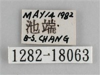 臺灣環蛺蝶藏品圖，第3張