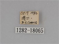 亮色黃蝶藏品圖，第3張