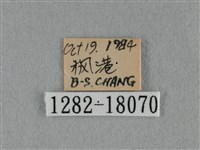 細灰蝶藏品圖，第3張