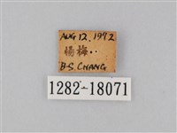 豆環蛺蝶藏品圖，第3張