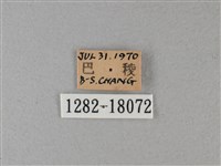 黑脈樺斑蝶藏品圖，第3張