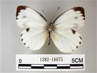 緣點白粉蝶藏品圖，第1張