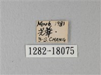 緣點白粉蝶藏品圖，第3張