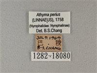 玄珠帶蛺蝶藏品圖，第3張