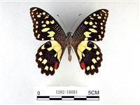 花鳳蝶、無尾鳳蝶藏品圖，第1張