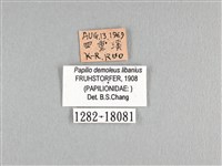 花鳳蝶、無尾鳳蝶藏品圖，第3張