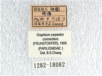 青帶鳳蝶藏品圖，第3張
