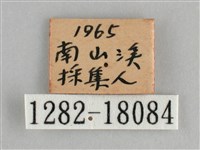 金鎧蛺蝶藏品圖，第3張