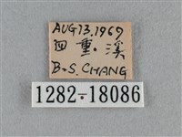 黑脈粉蝶藏品圖，第3張