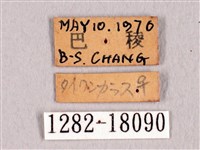 臺灣洒灰蝶藏品圖，第3張