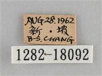 雌擬幻蛺蝶、雌紅紫蛺蝶藏品圖，第3張
