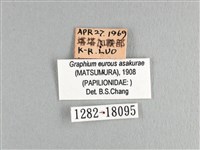 劍鳳蝶藏品圖，第3張