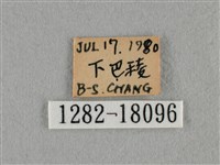 細灰蝶藏品圖，第3張