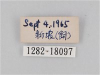 豆環蛺蝶藏品圖，第3張