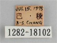 臺灣環蛺蝶藏品圖，第3張