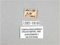 木蘭青鳳蝶藏品圖，第3張