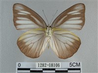 異色尖粉蝶藏品圖，第2張