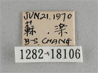 異色尖粉蝶藏品圖，第3張