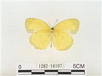 島嶼黃蝶、江崎黃蝶藏品圖，第2張