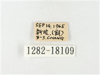 島嶼黃蝶、江崎黃蝶藏品圖，第3張