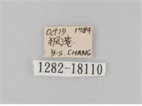 豆環蛺蝶藏品圖，第3張
