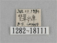 異色尖粉蝶藏品圖，第3張