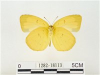 島嶼黃蝶、江崎黃蝶藏品圖，第2張