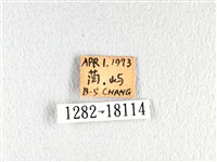翠鳳蝶蘭嶼亞種藏品圖，第3張