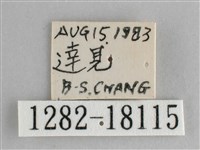 鋸粉蝶藏品圖，第3張