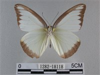 異色尖粉蝶藏品圖，第2張