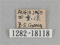 異色尖粉蝶藏品圖，第3張