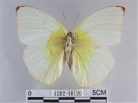 遷粉蝶、淡黃蝶藏品圖，第1張