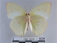 遷粉蝶、淡黃蝶藏品圖，第2張