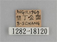 遷粉蝶、淡黃蝶藏品圖，第3張