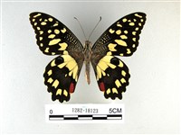 花鳳蝶、無尾鳳蝶藏品圖，第1張