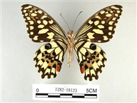 花鳳蝶、無尾鳳蝶藏品圖，第2張