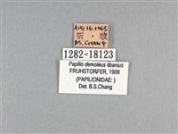 花鳳蝶、無尾鳳蝶藏品圖，第3張