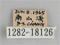 鋸粉蝶藏品圖，第3張