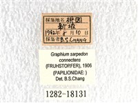 青帶鳳蝶藏品圖，第3張