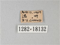 橙端粉蝶、端紅蝶藏品圖，第3張