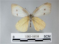 白粉蝶、紋白蝶藏品圖，第2張