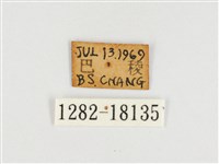 臺灣翠蛺蝶藏品圖，第3張