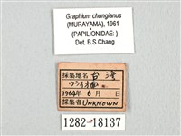 黑尾劍鳳蝶藏品圖，第3張