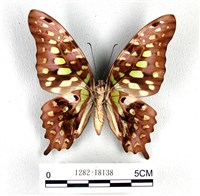翠斑青鳳蝶藏品圖，第2張