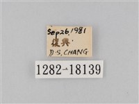 豆環蛺蝶藏品圖，第3張