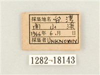 流帶蛺蝶藏品圖，第3張
